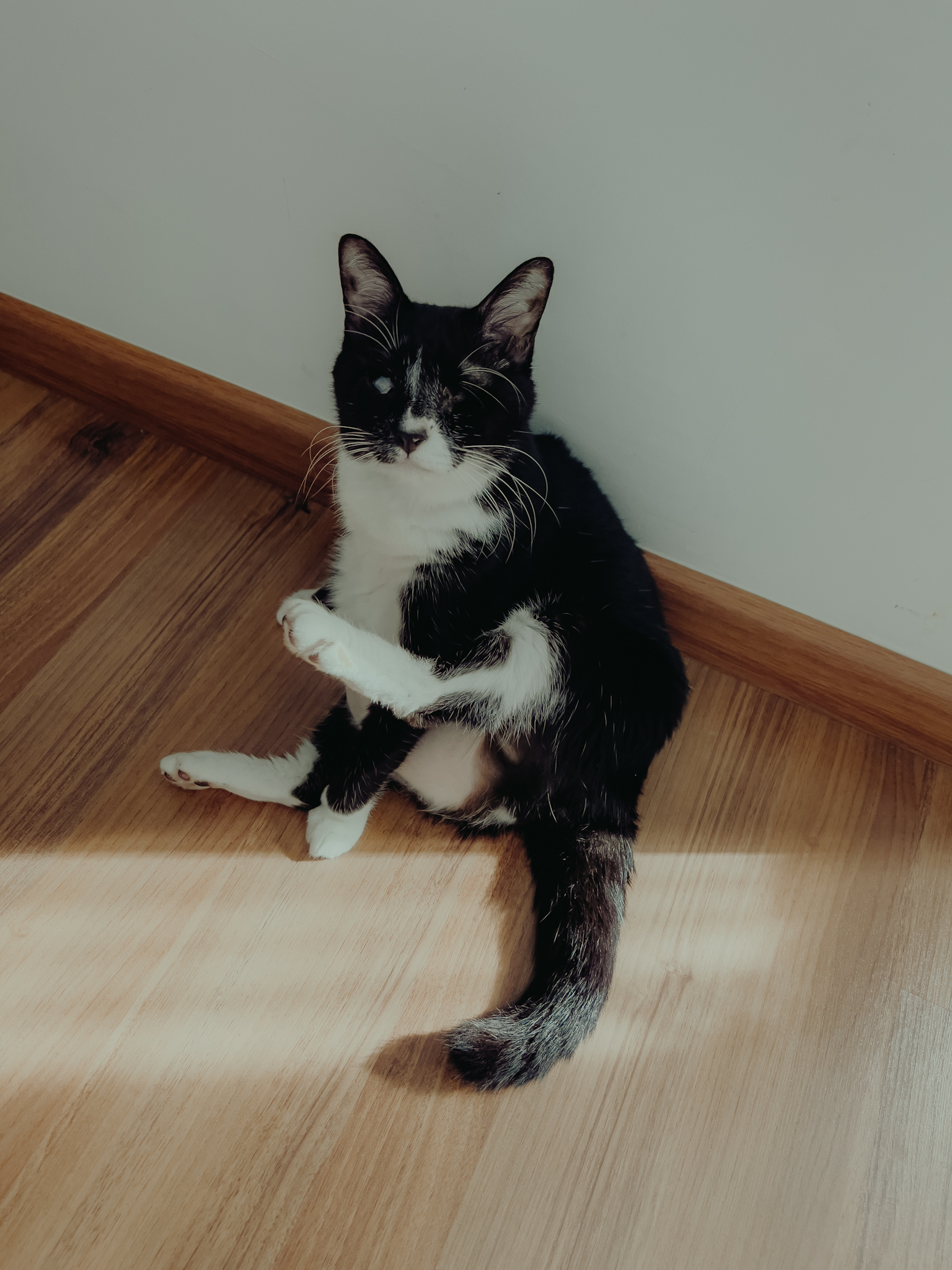 I Lost My Most Loyal Companion